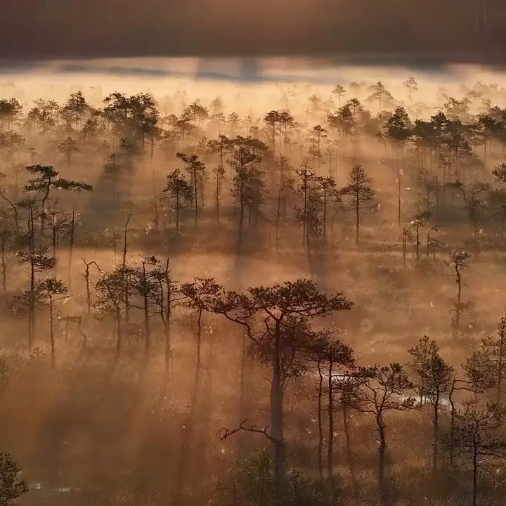 Estonian swamp in brown